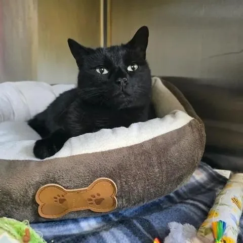 An adult medium-sized female Black Domestic Short Hair cat named Dipsy for adoption in Winthrop, ME