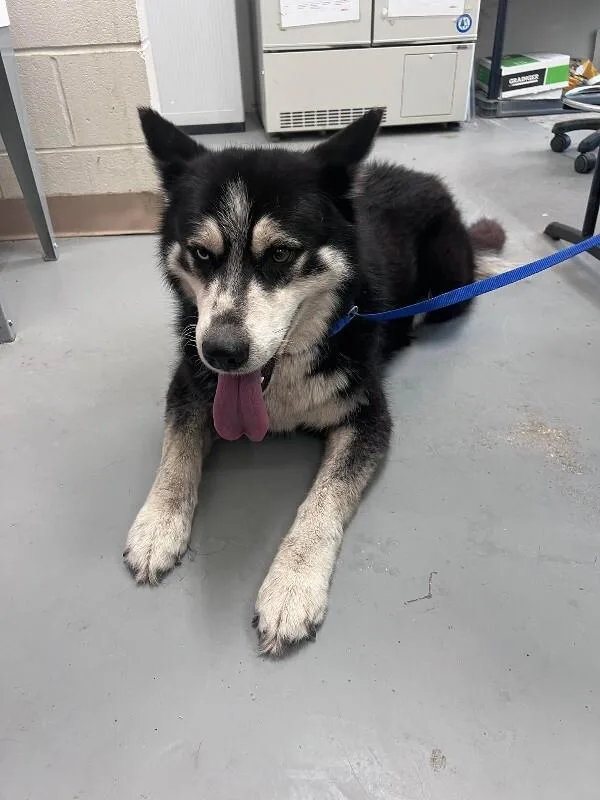 An adult medium-sized male Black Husky dog named Lance for adoption in Burgaw, NC