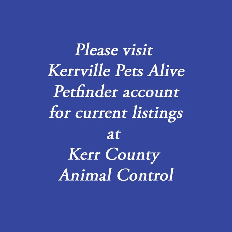 An adult medium-sized male Apricot / Beige American Bulldog dog named Please Visit Kerrville Pets for adoption in Kerrville, TX