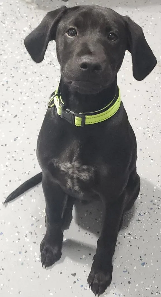 A baby medium-sized male Labrador Retriever dog named Harrison for adoption in Sandusky, OH