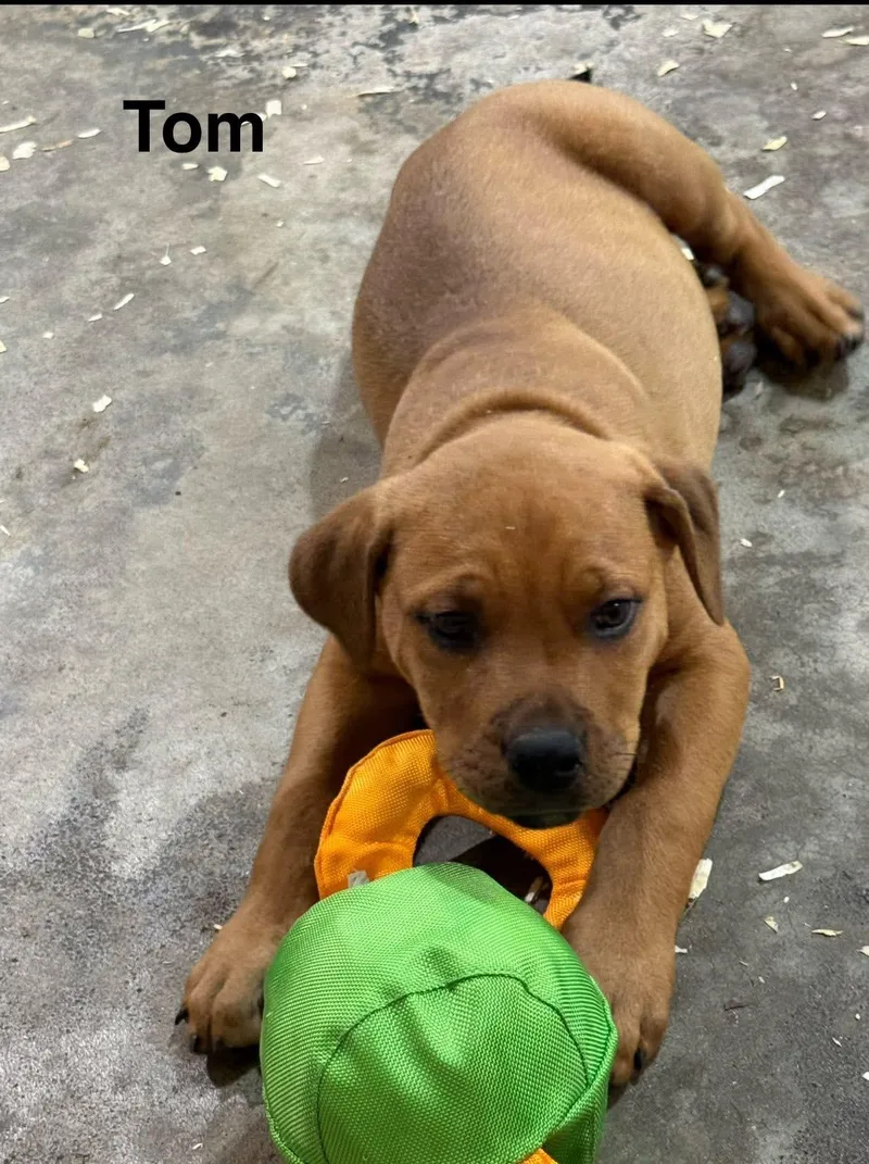 A baby large-sized male Rottweiler dog named Tom for adoption in Saginaw, MI