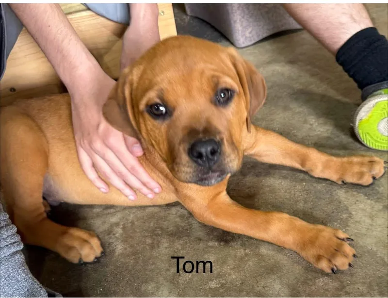 Tom thumbnail 3