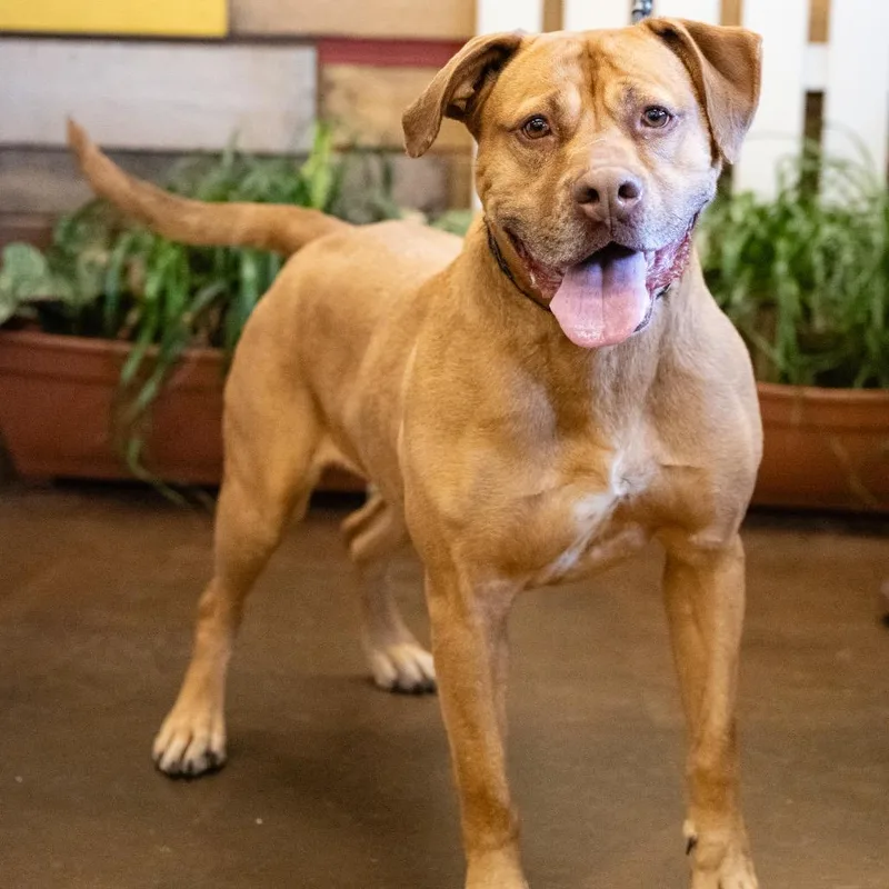 Foxy Brown thumbnail 2