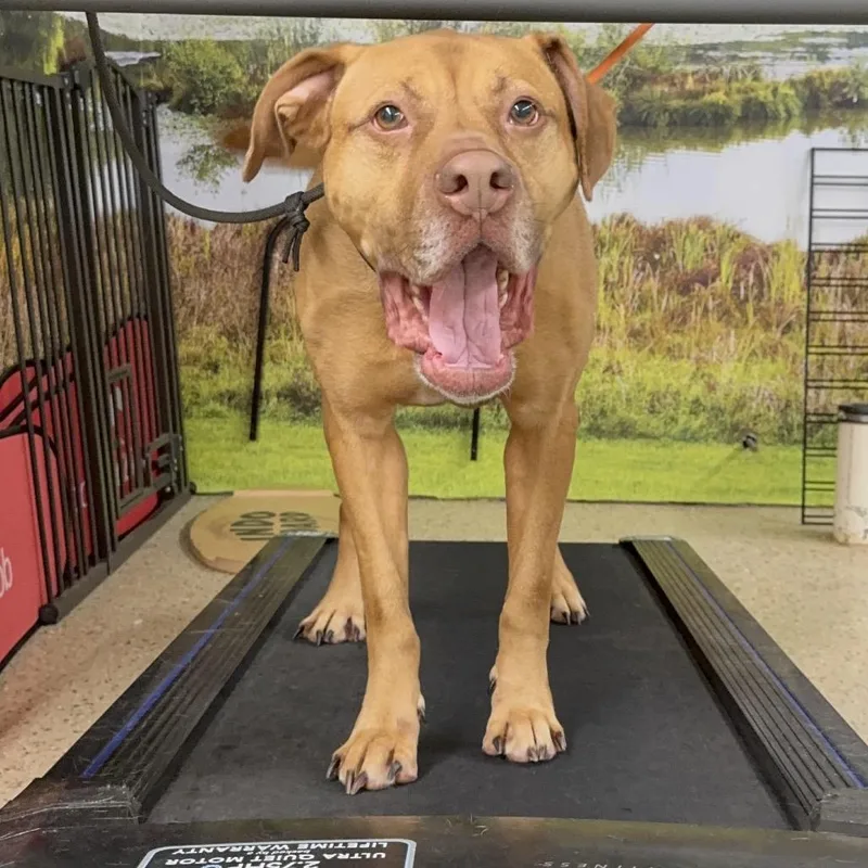 Foxy Brown thumbnail 3