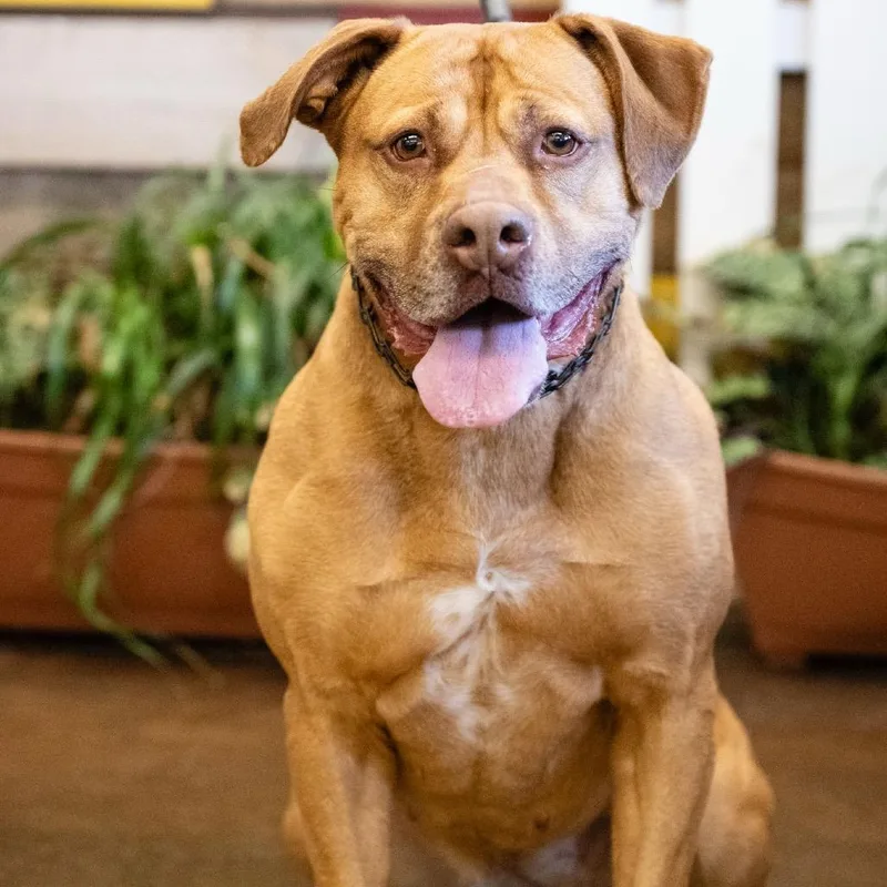 Foxy Brown thumbnail 4