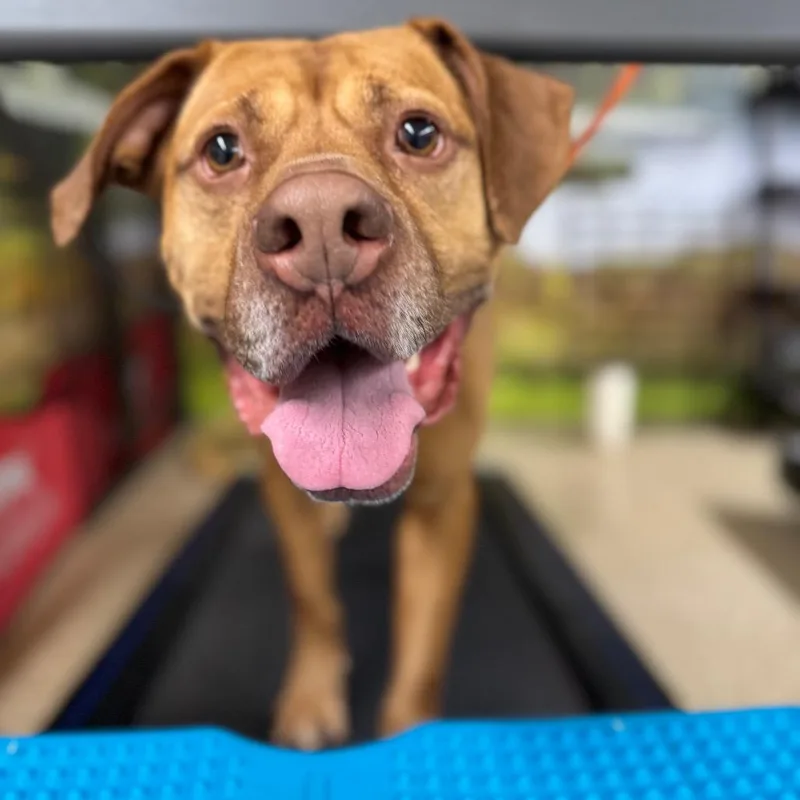 Foxy Brown thumbnail 5