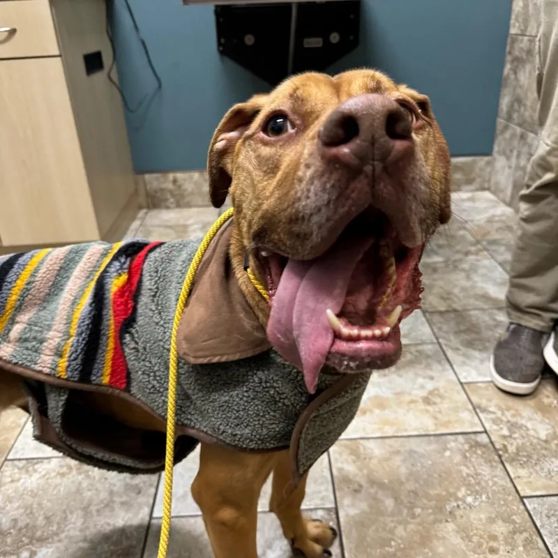 Foxy Brown thumbnail 6