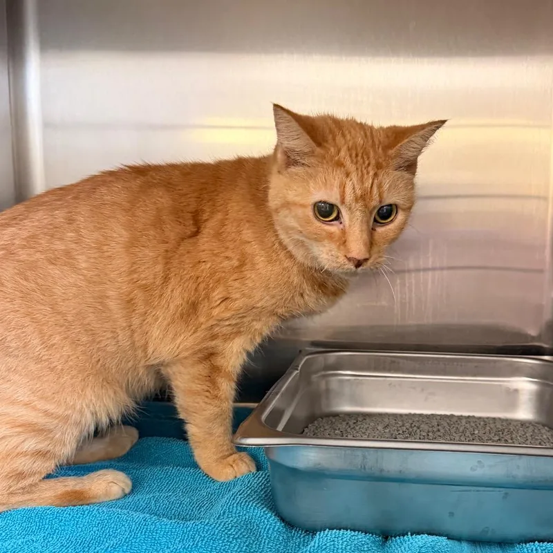 A senior medium-sized female Orange / Red Domestic Short Hair cat named Mrs. Terry Crews for adoption in Indianapolis, IN