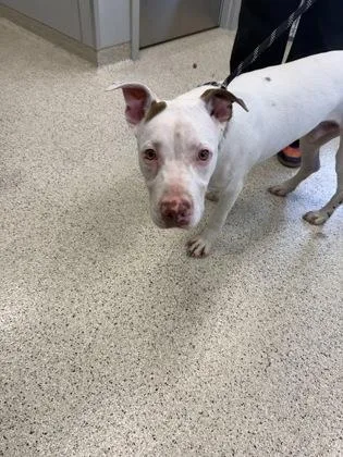 An adult large-sized male Mixed Breed dog named Spot for adoption in Lafayette, IN