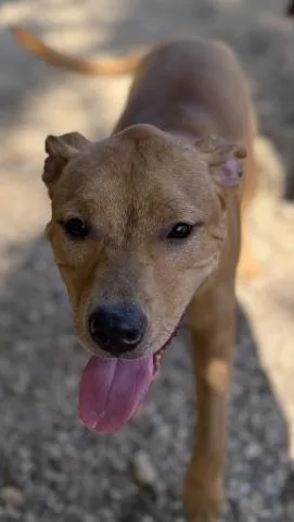 A young medium-sized female Mixed Breed dog named Donna for adoption in Pensacola, FL