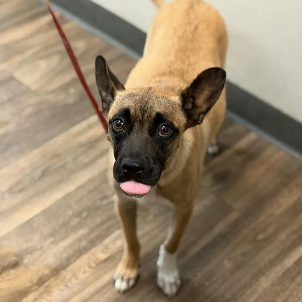An adult medium-sized female Shepherd dog named Coronada for adoption in San Diego, CA