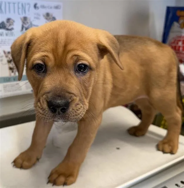 A baby small-sized male Black Mouth Cur dog named Ragnarok for adoption in San Antonio, TX