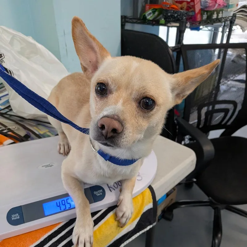 An adult small-sized male Yellow / Tan / Blond / Fawn Chihuahua dog named Zephyr for adoption in Chico, CA