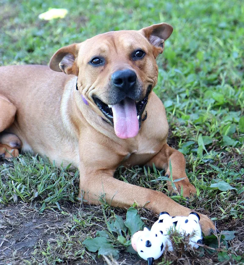 A young large-sized male Carolina Dog dog named Christopher for adoption in Kansas City, KS