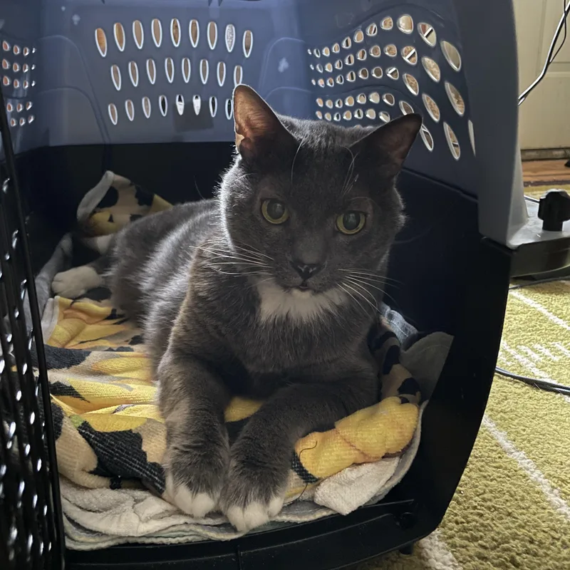 An adult medium-sized female Gray & White Domestic Short Hair cat named Ashes for adoption in brooklyn, NY