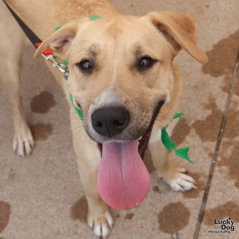 A young large-sized female Yellow Labrador Retriever dog named Flo for adoption in Washington, DC