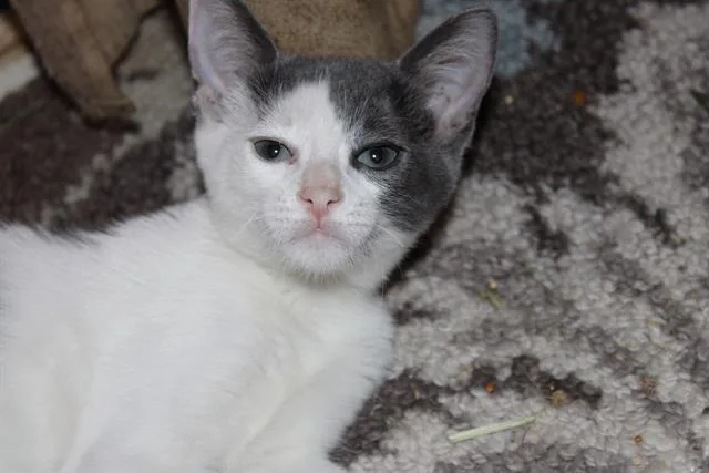 A baby small-sized male Domestic Short Hair cat named Doodles for adoption in Tustin, CA