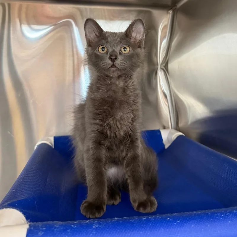 A baby small-sized male Gray / Blue / Silver Domestic Medium Hair cat named Prowler for adoption in Spanish Fork, UT