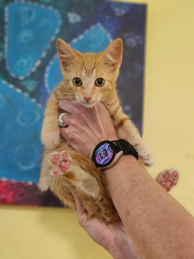 A baby small-sized female Orange / Red Domestic Short Hair cat named Penny for adoption in Rockwall, TX