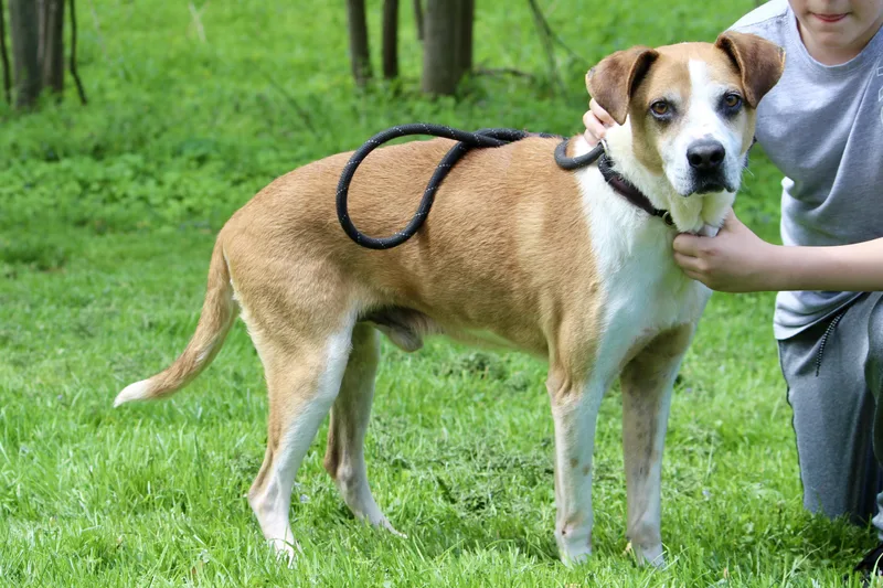 A senior medium-sized male Yellow / Tan / Blond / Fawn Mixed Breed dog named Archie for adoption in Brazil, IN