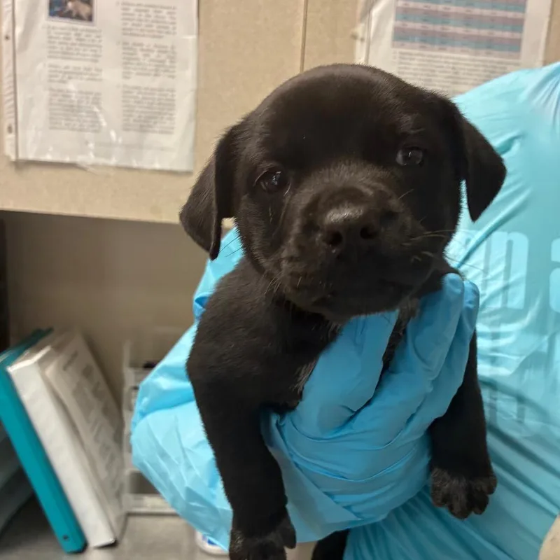 A baby medium-sized male Black Labrador Retriever dog named Yuri for adoption in San Antonio, TX
