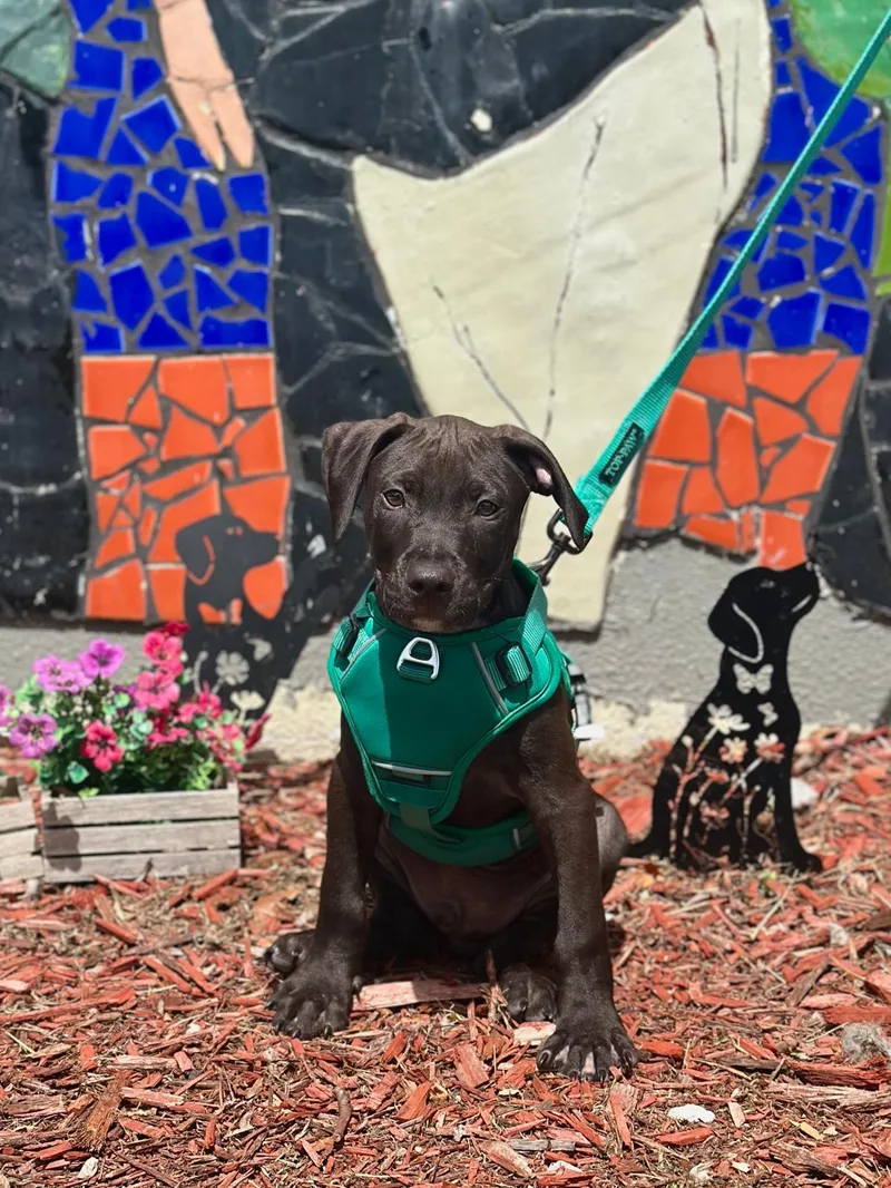 A young medium-sized male Black Labrador Retriever dog named Serrano for adoption in Miami, FL