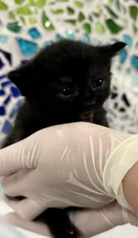 A baby small-sized female Domestic Short Hair cat named Bastet for adoption in Pensacola, FL