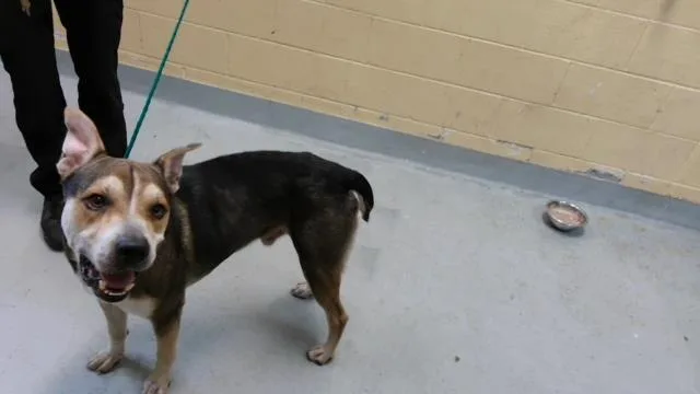 An adult large-sized male German Shepherd Dog dog named Ham Sandwich for adoption in Tulsa, OK