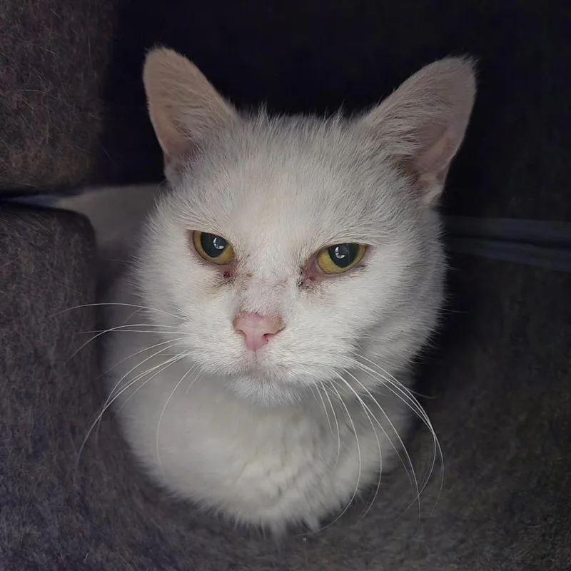 A senior medium-sized female White Domestic Short Hair cat named Wendy for adoption in Tawas City, MI