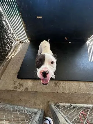 A young medium-sized male Pit Bull Terrier dog named Marlowe for adoption in Rowlett, TX