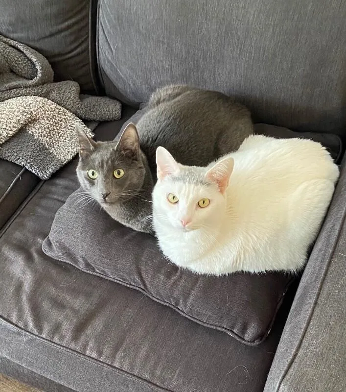 A senior large-sized female Gray & White Russian Blue cat named Belle Bonded With Sheldon for adoption in Anthem, AZ