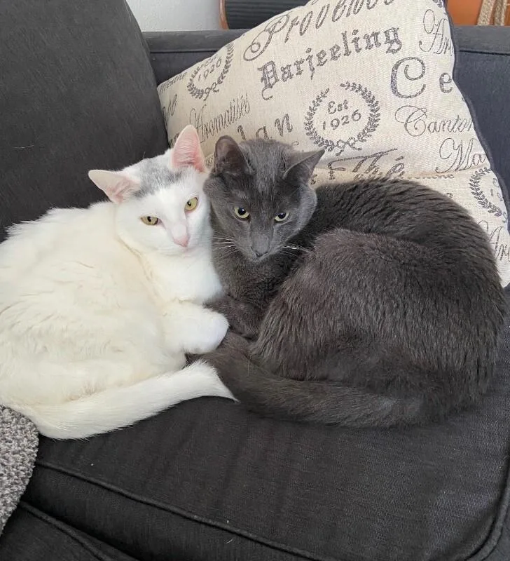 Belle Bonded With Sheldon thumbnail 2