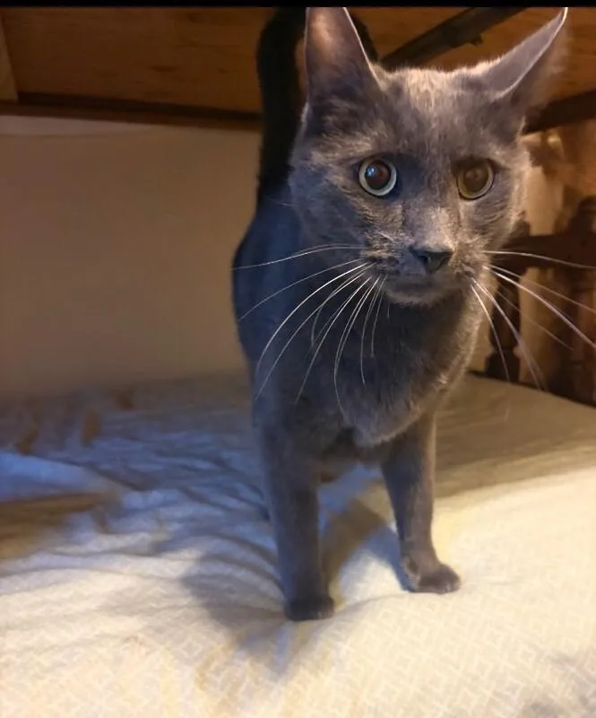 Belle Bonded With Sheldon thumbnail 3
