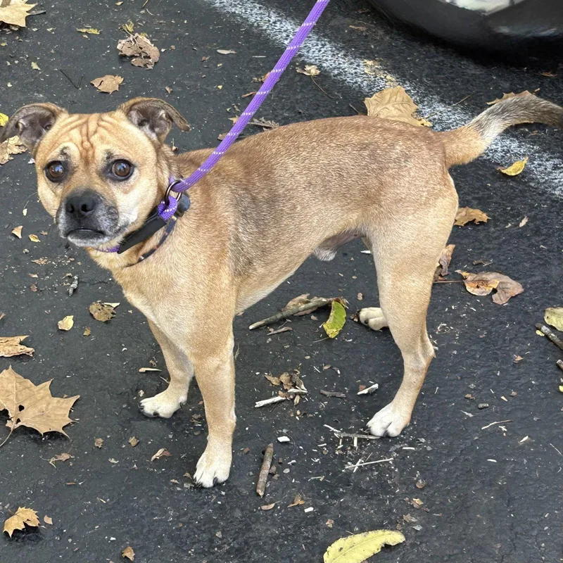 A young small-sized male Pug dog named Sly for adoption in Norwood, OH