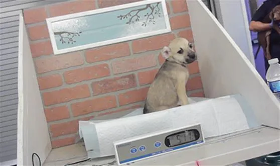 A baby small-sized female Staffordshire Bull Terrier dog named A for adoption in Houston, TX