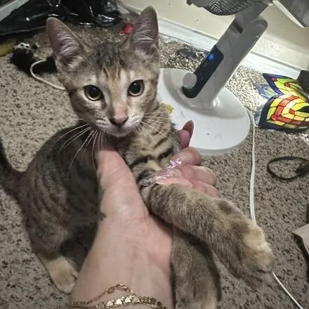 A baby small-sized female Domestic Short Hair cat named Sister for adoption in San Antonio, TX