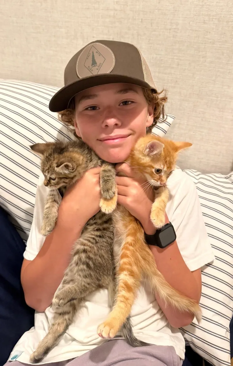 A baby medium-sized male Orange & White Domestic Short Hair cat named Simon for adoption in Pacific Palisades, CA