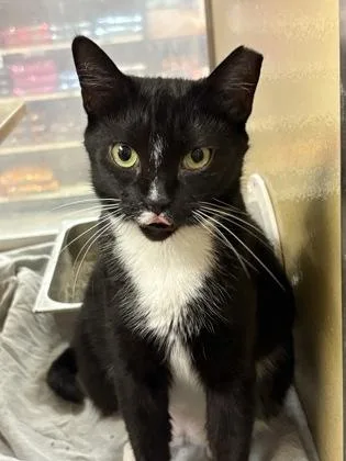 An adult medium-sized female Domestic Short Hair cat named Barbie for adoption in West Chester, PA