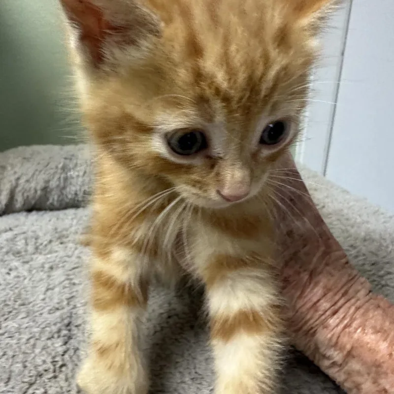 A baby small-sized male Orange / Red Domestic Short Hair cat named Milo for adoption in Volcano, HI