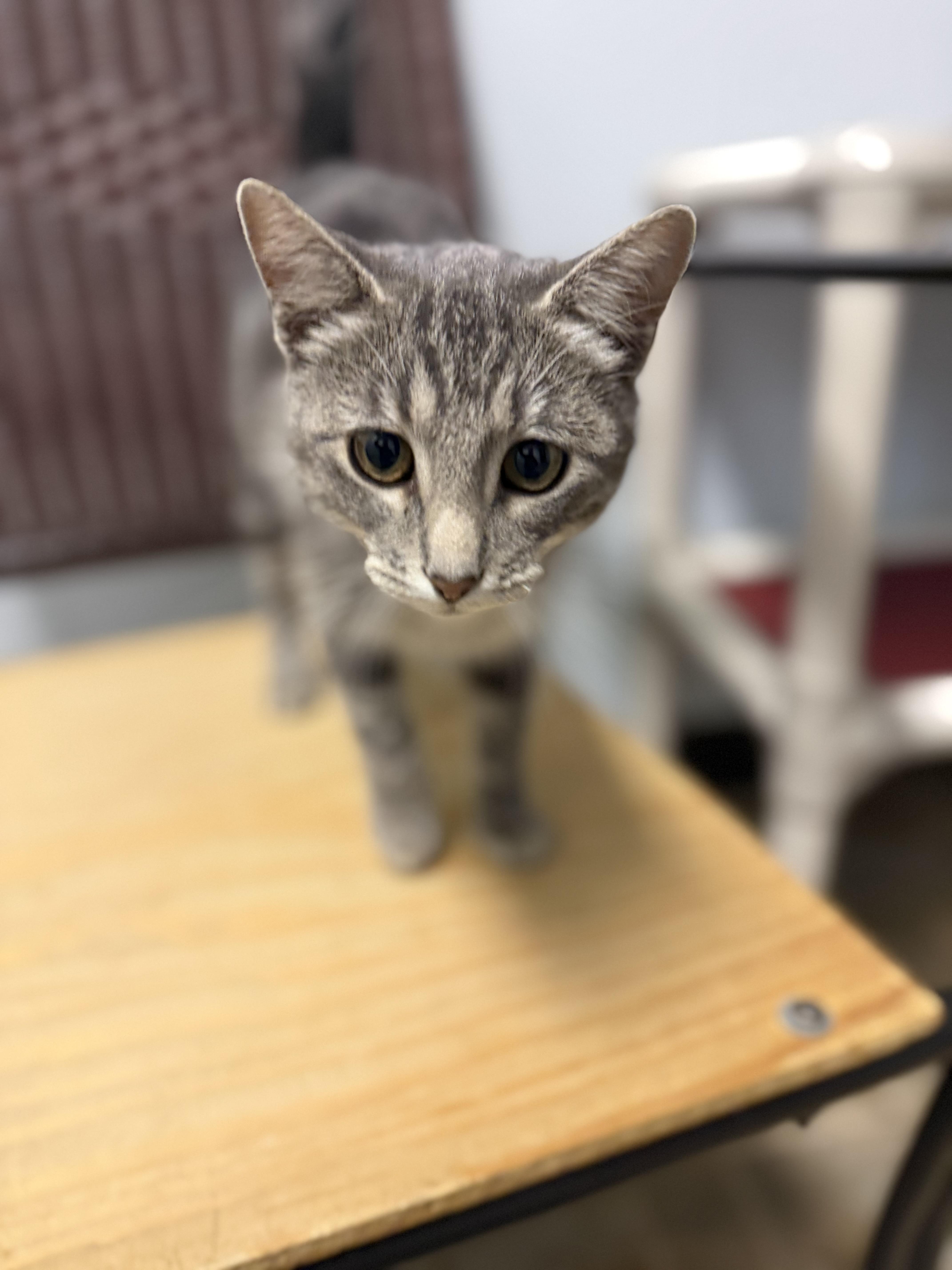 A young medium-sized female Tabby (Gray / Blue / Silver) Domestic Short Hair cat named Gristol for adoption in Dodgeville, WI