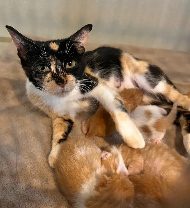 An adult medium-sized female Calico Domestic Short Hair cat named Sawyer for adoption in Seville, OH