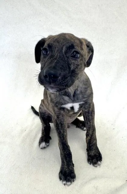 A young large-sized male American Bully dog named Donnie for adoption in Buffalo, MN