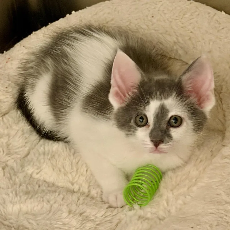 A baby small-sized male Gray / Blue / Silver Domestic Short Hair cat named Paulie for adoption in Middleburg Heights , OH