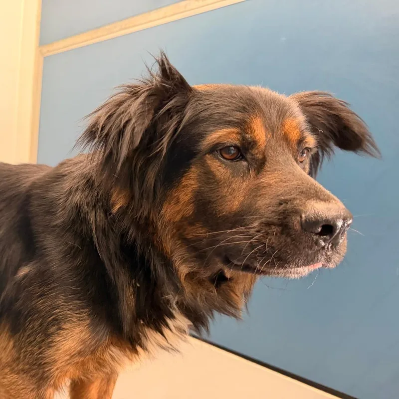 An adult medium-sized male Black Mixed Breed dog named Hugo for adoption in Auburn, AL
