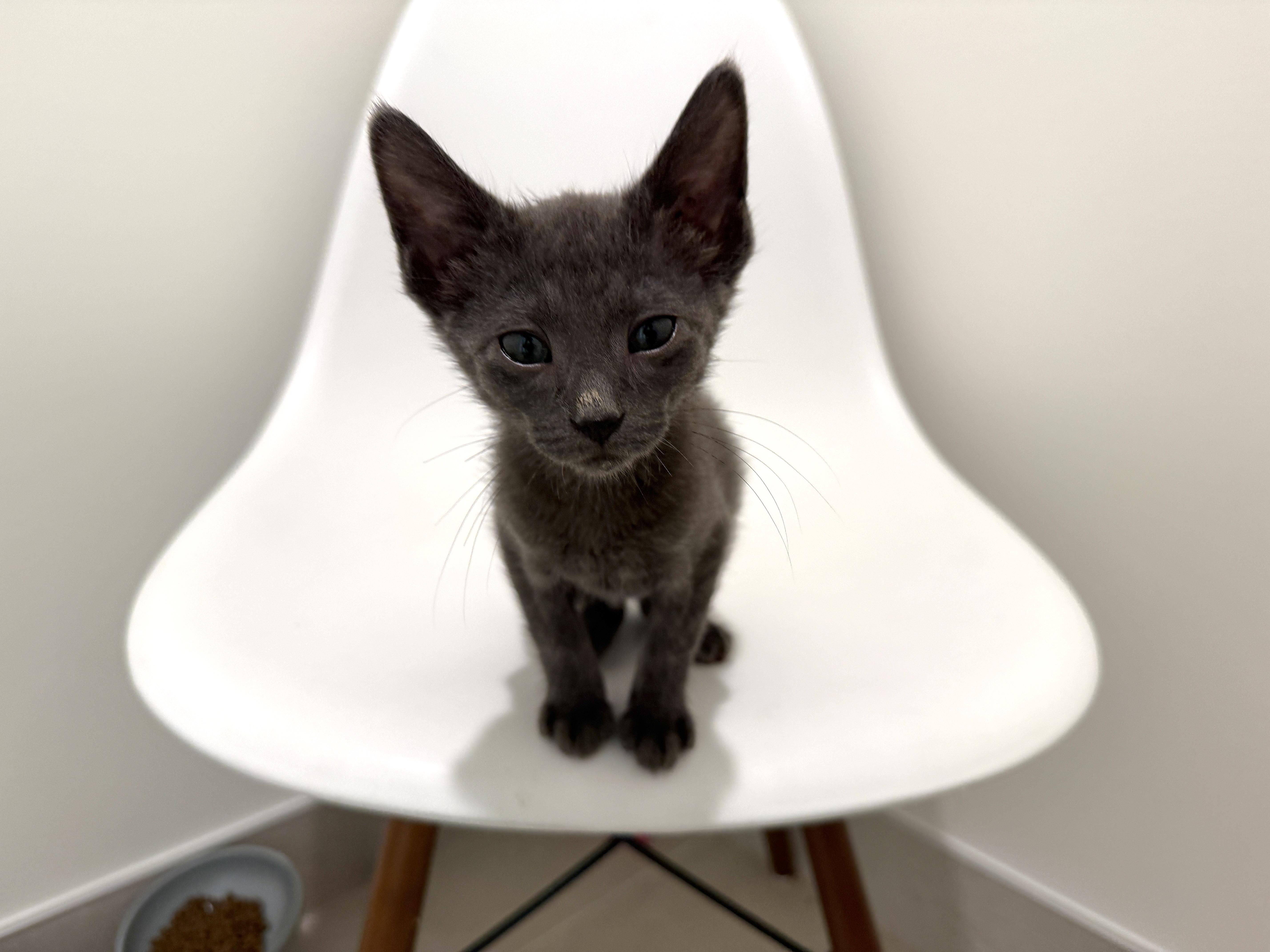 A baby medium-sized male Gray / Blue / Silver Domestic Short Hair cat named Jake for adoption in Evanston, IL