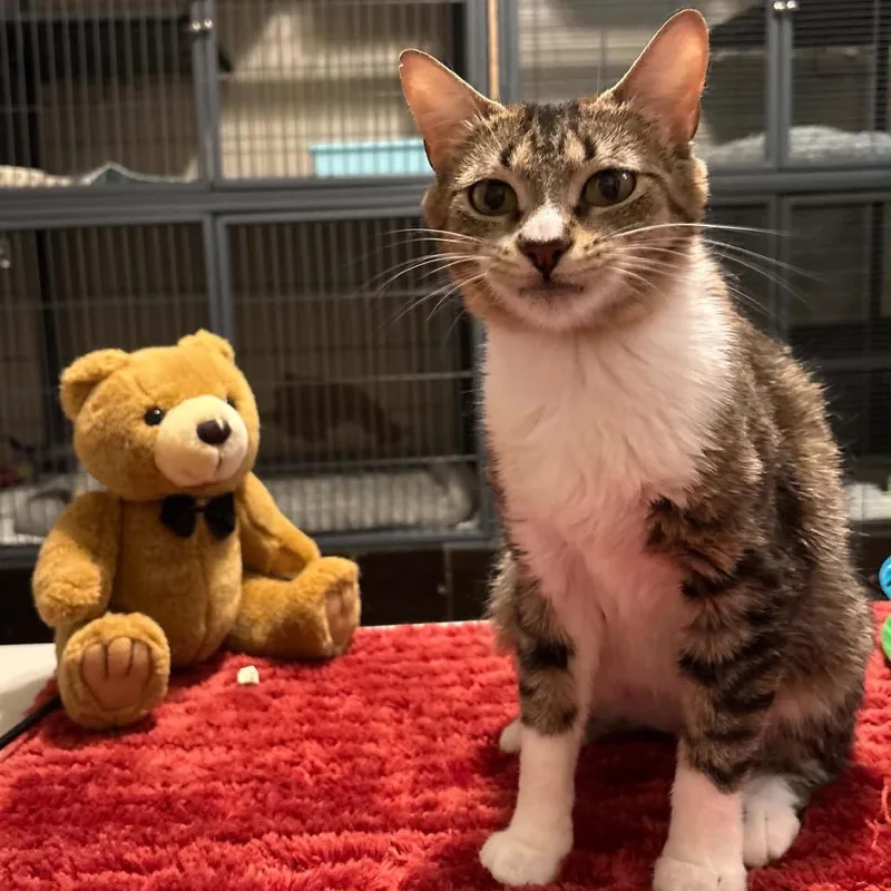An adult medium-sized female Brown / Chocolate Domestic Short Hair cat named Ovaltine for adoption in Eaton Rapids, MI