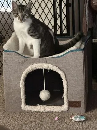 A baby small-sized female Domestic Short Hair cat named Babadook for adoption in Atlanta, GA