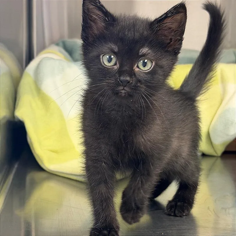 A young medium-sized female Black Domestic Short Hair cat named Latte for adoption in Kansas City, KS