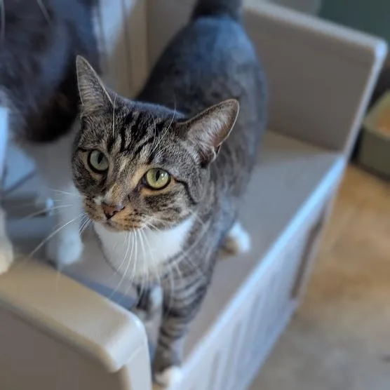 An adult medium-sized male Tabby (Brown / Chocolate) Domestic Short Hair cat named Dusty for adoption in Shippenville, PA