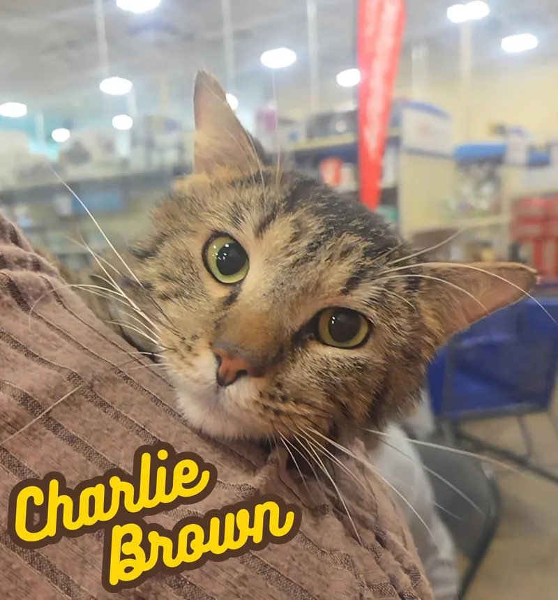 An adult medium-sized male Tabby (Brown / Chocolate) Domestic Short Hair cat named Charlie Brown for adoption in Winchester, VA